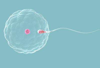 卵子质量对沈阳试管婴儿胚胎质量的影响以及处
