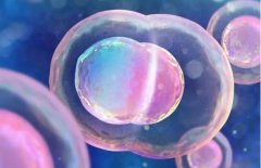 在沈阳做试管婴儿什么成功率最高：囊胚、新鲜胚胎还是冷冻胚胎？