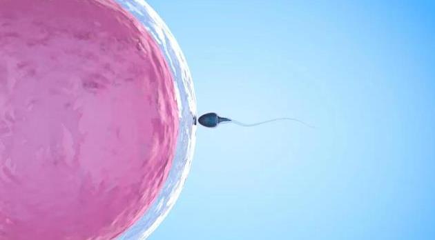 世界试管婴儿之父：试管婴儿使用囊胚的成功率是否更高？