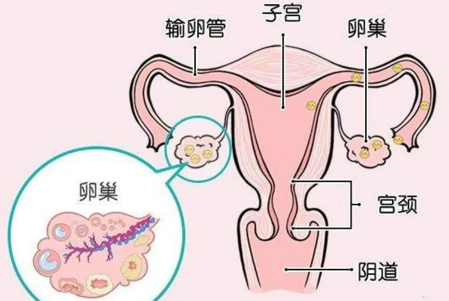 沧州三代合法助孕-在排卵期不怀孕的解决办法是使用这三招。